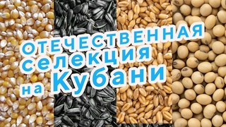 Отечественная Селекция на Кубани