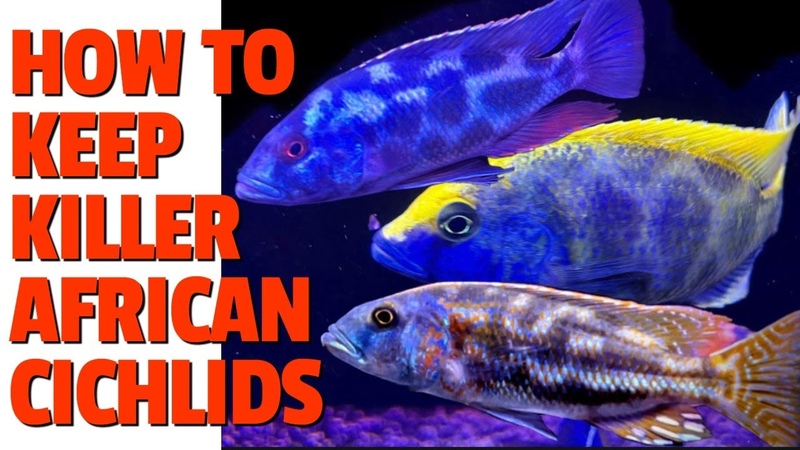 5 Tips For Keeping the MEANEST MOST AGGRESSIVE African Cichlids Nimbochromis