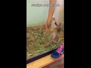 Спину почеши