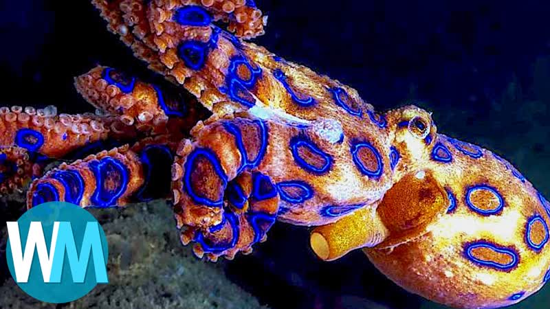 Top 10 Terrifyingly Deadly Sea
