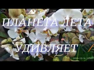 №44/ Невероятная красота и свежесть орхидей в Планета Лета