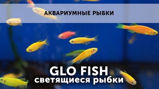 Аквариумные рыбки. Рыбки GLO fish (данио, барбусы, тернеции).