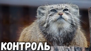 Манул Намика худеет к лету, но остается самым строгим караваем. Ленинградский зоопарк