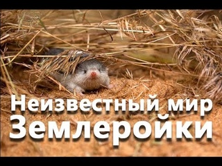 Неизвестный мир Землеройки