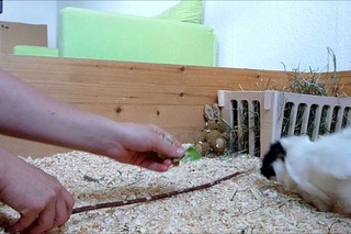 ANLEITUNG: Meerschweinchen Tricks beibringen