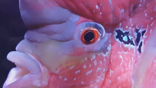 Flowerhorn's Basic Health Check