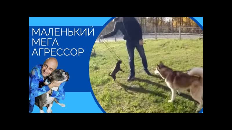 Маленький мега агрессор (Чихуахуа) Small exceedingly aggressive