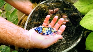 The Amazing All-Natural Fish Farm You Need to See