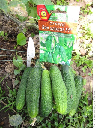Семена огурцов без. Семена огурцов без. Семена огурец f1 зозуленок. Семена огурцов без горечи для открытого грунта. Засолочный огурец f1.