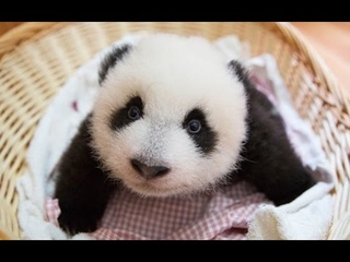 Cute Funniest Panda Videos Compilation 2017 || NEW HD