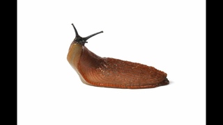 horizontally spinning slug