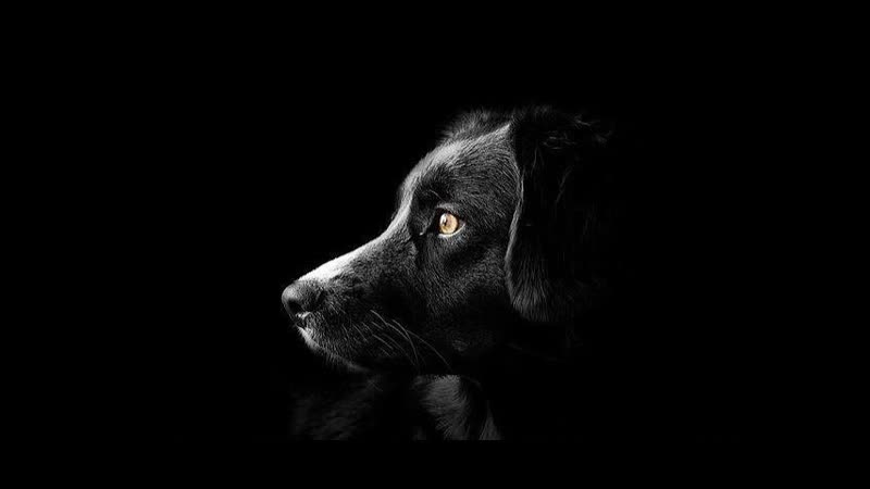 Пес, понимающий смысл слов, A dog that understands the meaning of