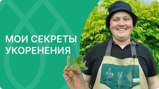 Бюджетный способ укоренения гортензий, клематисов и других растений! Приживаемость гарантирована