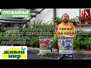 Сажаем голубику, азалии, рододендроны и гортензии с гарантией!