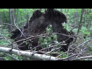 Бурелом в лесу после урагана.В районе  ЦОПа г. Саранск  ( )