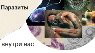 Для чего же нужны #противопаразитарные программы?
