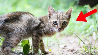 Frau bittet ihren Mann, die unntige Katze loszuwerden -  aber drei Monate spter passierte das!