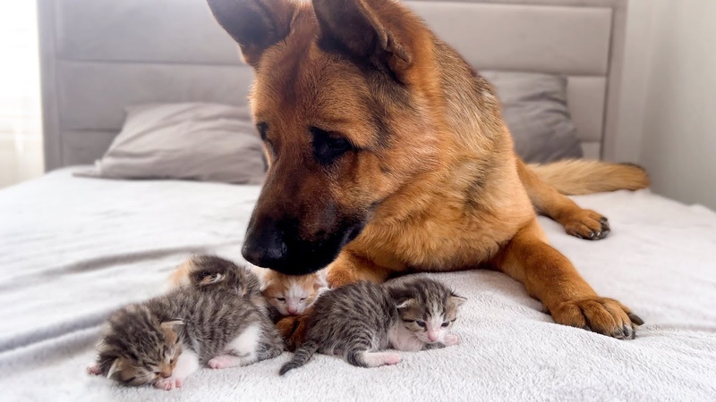Tiny Kittens and Adorable German