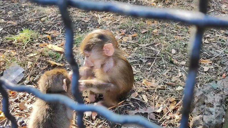 Майя стянула Стёпку с