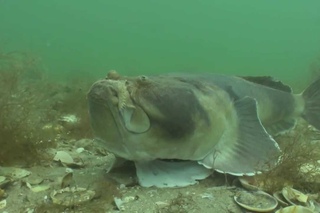 Stargazer. Unusual Spearfishing Species.