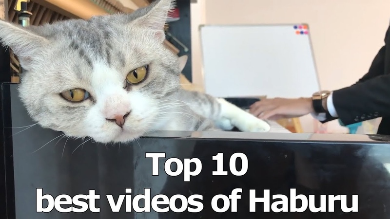 Top 10 best videos of Haburu The best music of all