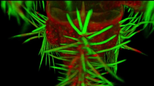 Inner Worlds of Carnivorous