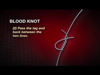 How to tie a Blood Knot by Abu Garcia