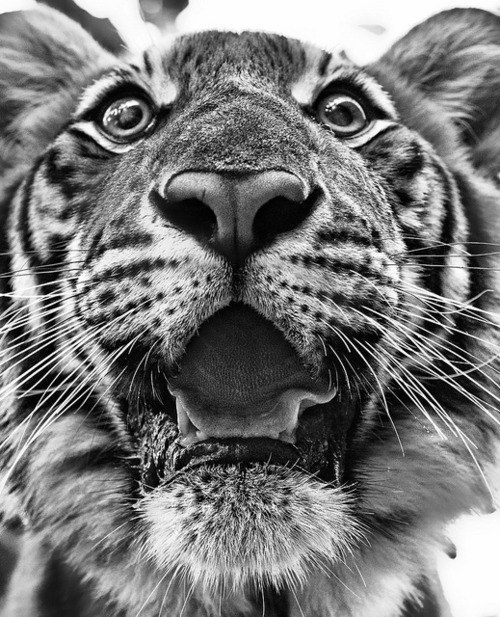 Эльхан Керимов | Одесса