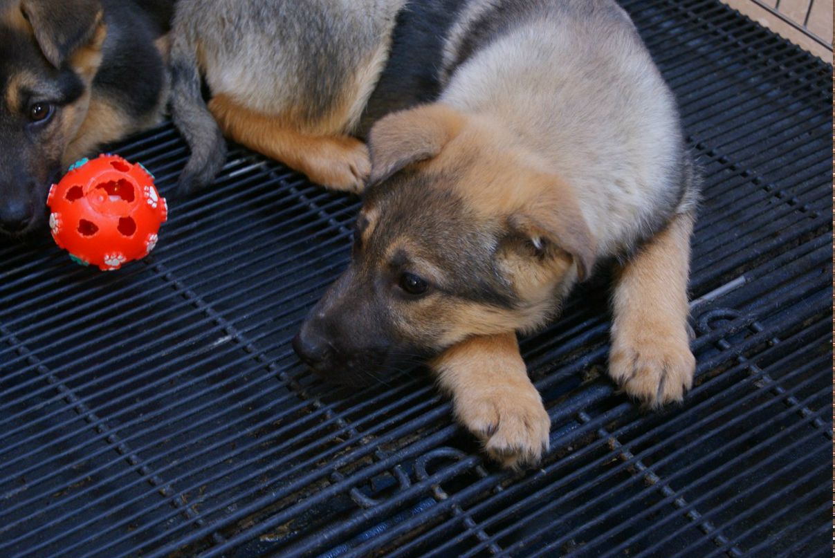 Александр Ярица {Alex} | Москва