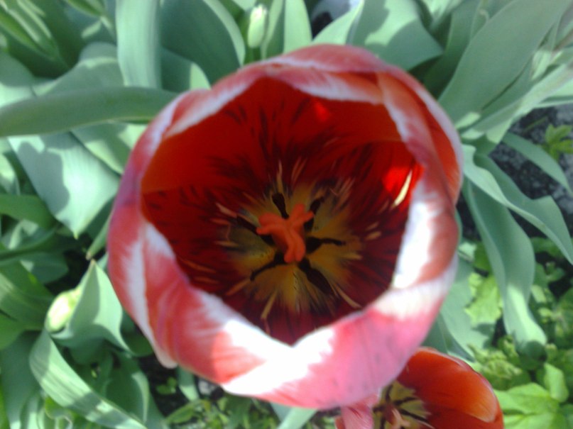 Алексей Яковлев | Москва