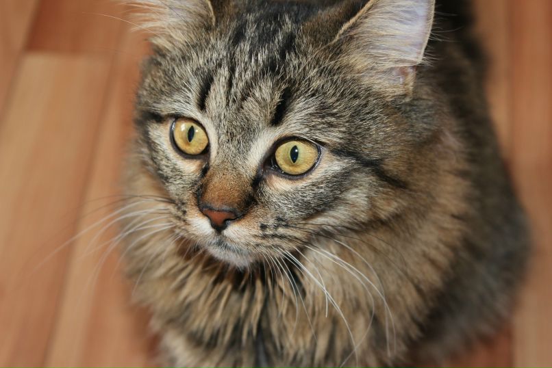 Анюта Проскурина | Краснодар