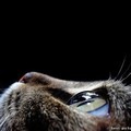 Фотография Толмачёва Вани