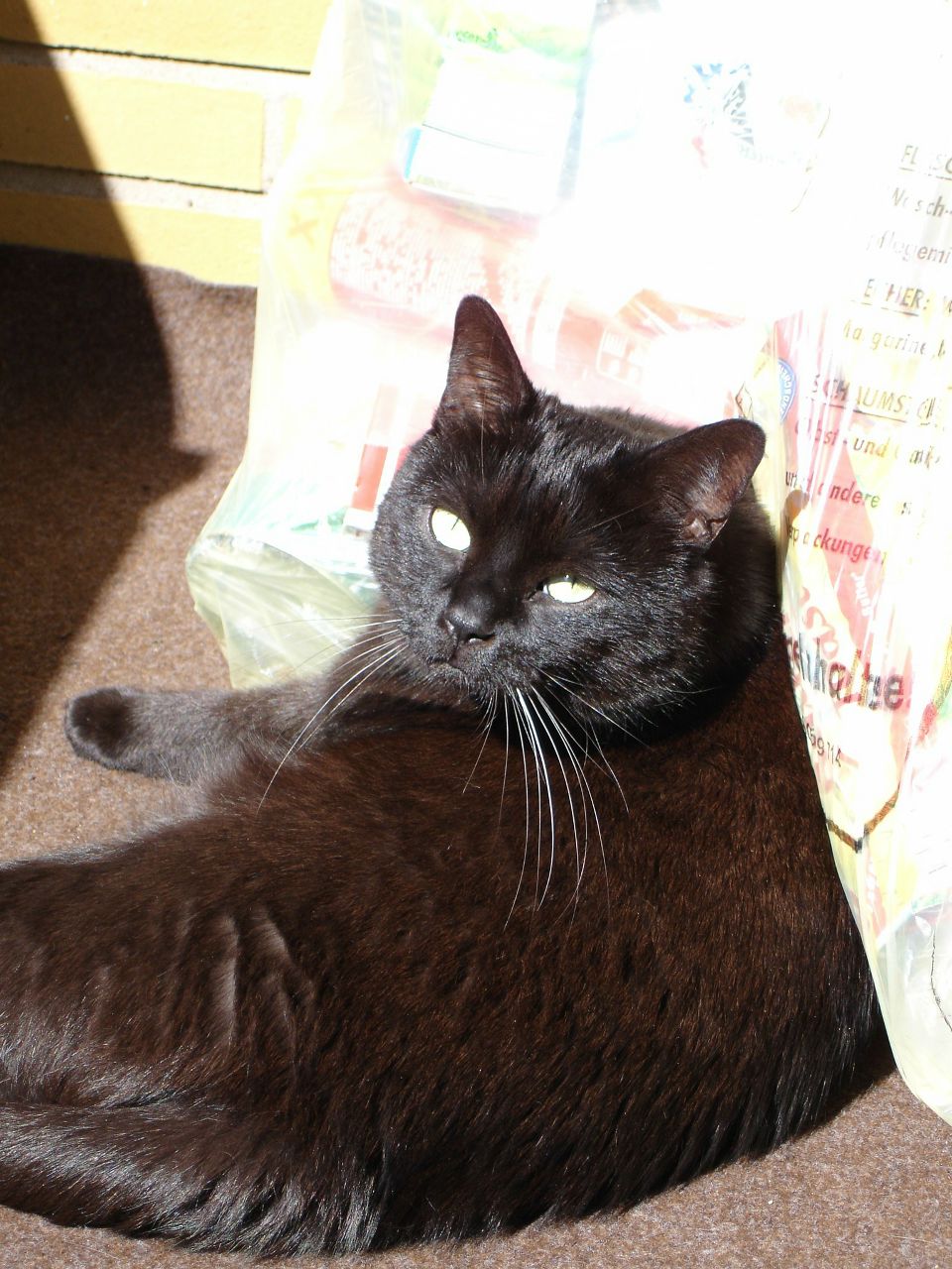 Julia Rodina | Koblenz