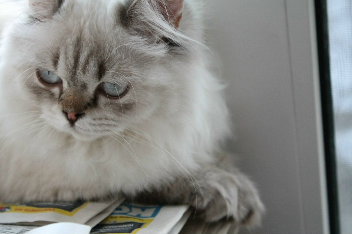 Анастасия Прокопова | 