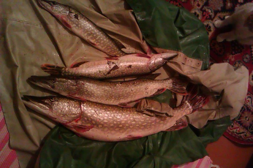 Сергей Саломатов | Кострома