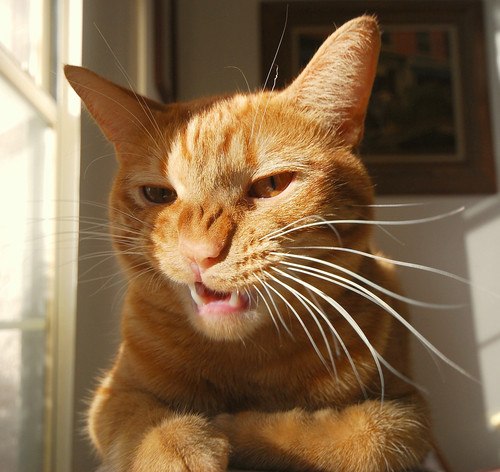 Пилип Квас | Роздол