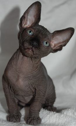 №9, Мария Дыченко, Братск №9, Мария Дыченко, Братск