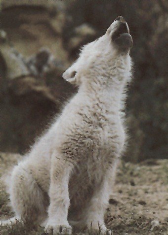 Василий Евгеньевич | Санкт-Петербург