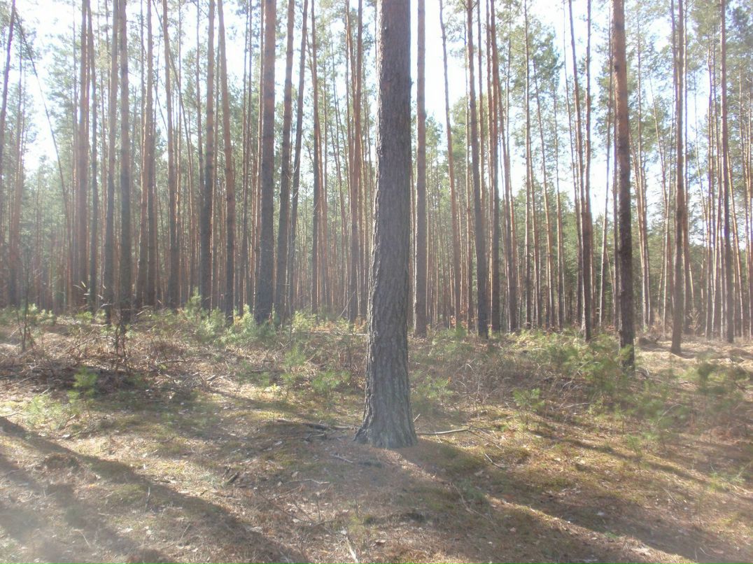 Борис Блаженний | Киев