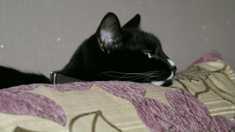 Диана Шакирова | 