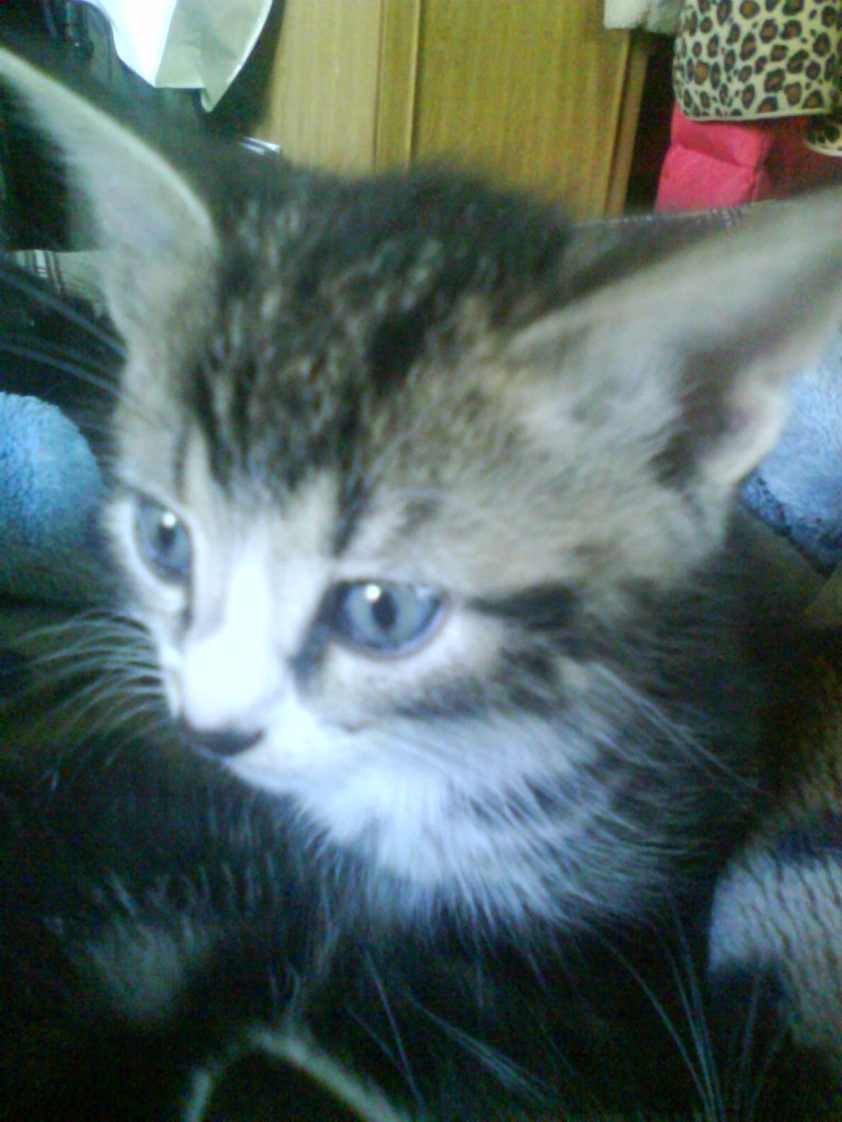 Марина Казбек | Печоры