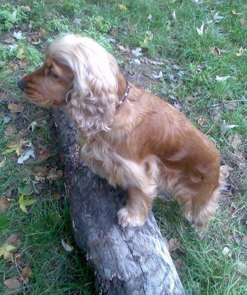 Леди Корнеева Лапка-Жабка | Бровары