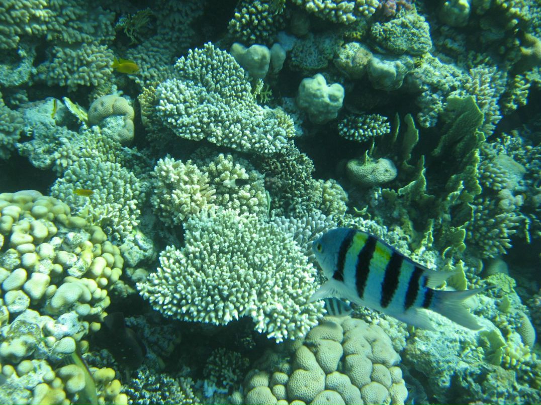 Надежда Кропачева | Киров