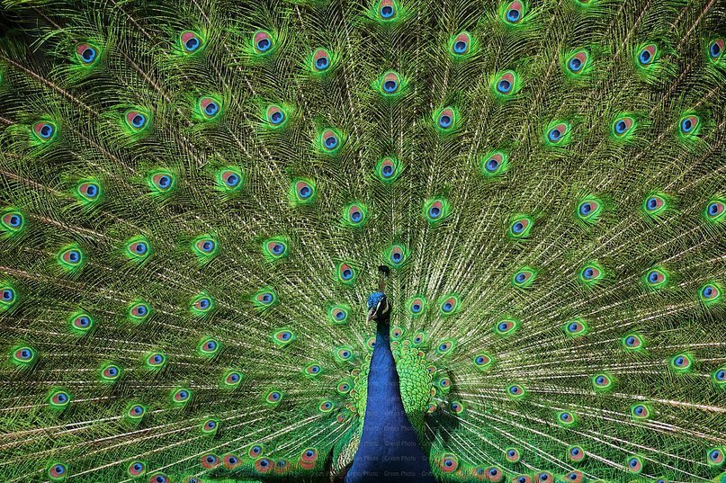 Иосиф Сталин | 