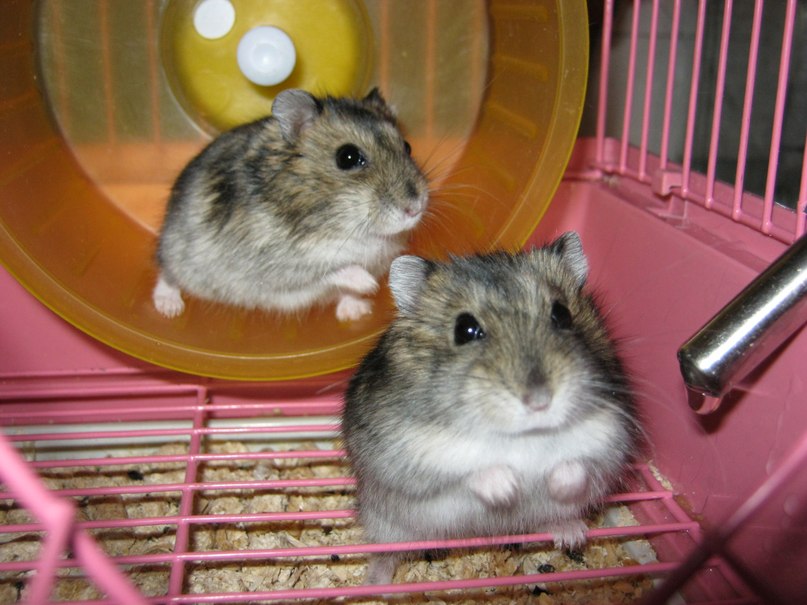 Мария Никифорова | Toronto