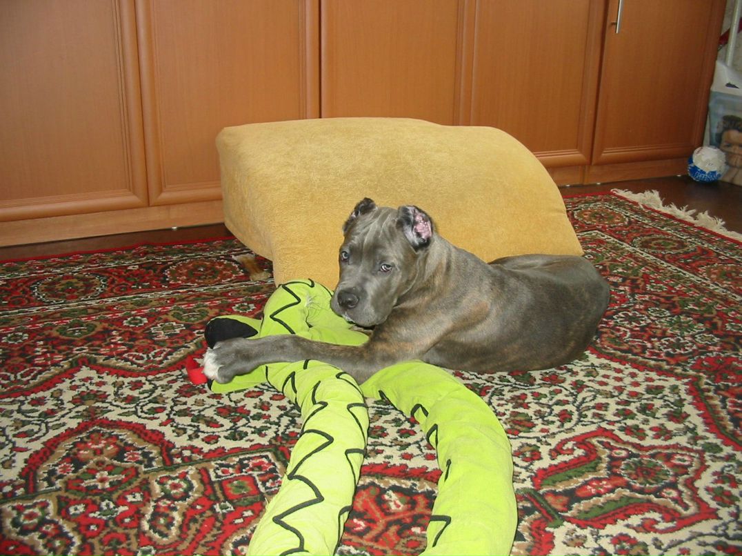 Андрей Тарануха | Санкт-Петербург