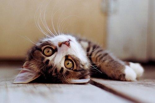 Love Mom | Санкт-Петербург