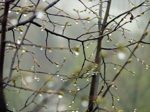 Анна Морозова | Санкт-Петербург