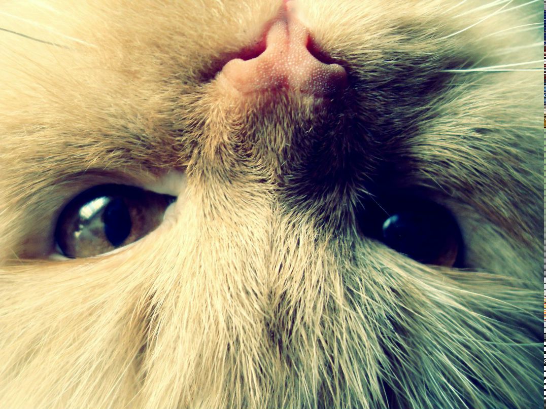 Олька Лесів | Ивано-Франковск