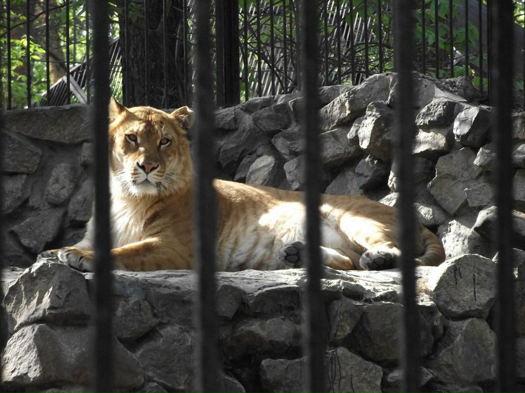 Галина Зайко | Новосибирск